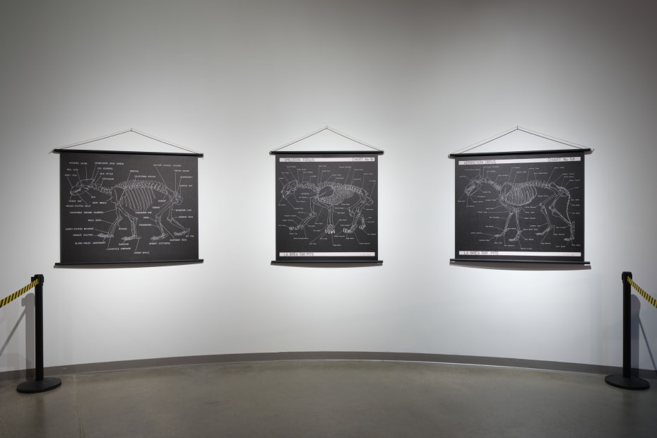 Installation image of Mark Dion: Excavations.