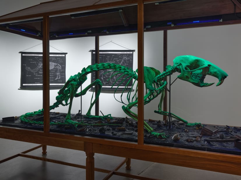 Installation image of Mark Dion: Excavations.