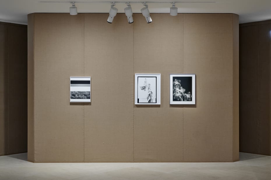 Installation image of Lisa Oppenheim, Monsieur Steichen, 2025.