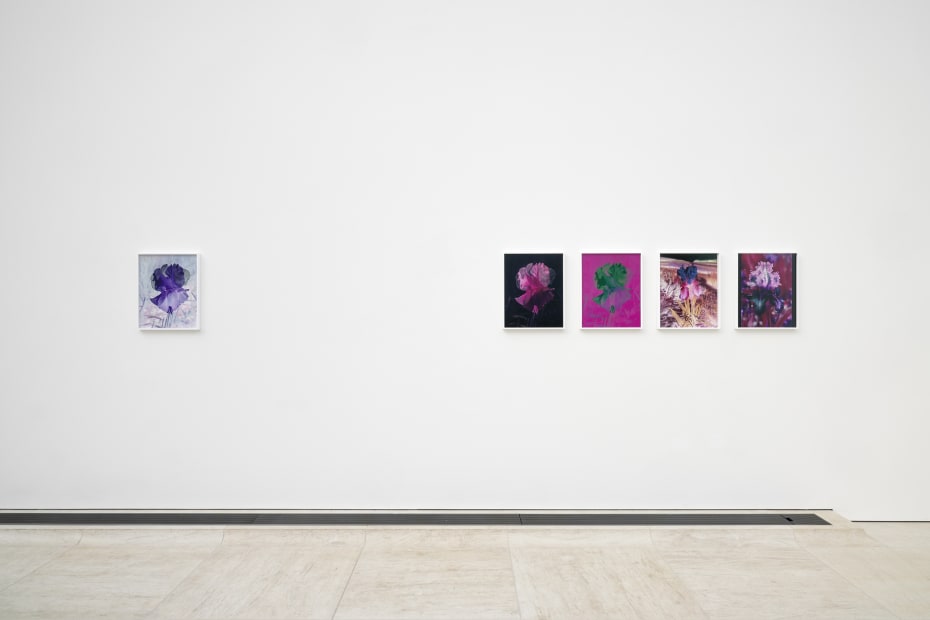 Installation image of Lisa Oppenheim, Monsieur Steichen, 2025.