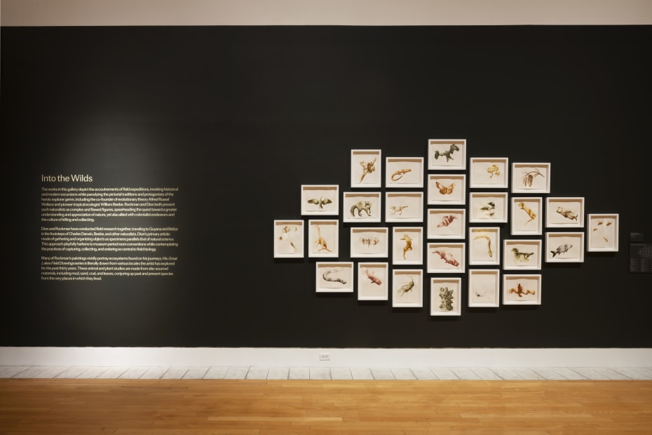 Installation of Mark Dion and Alexis Rockman: Journey to Nature's Underworld at the Lowe Art Museum, University of Miami.