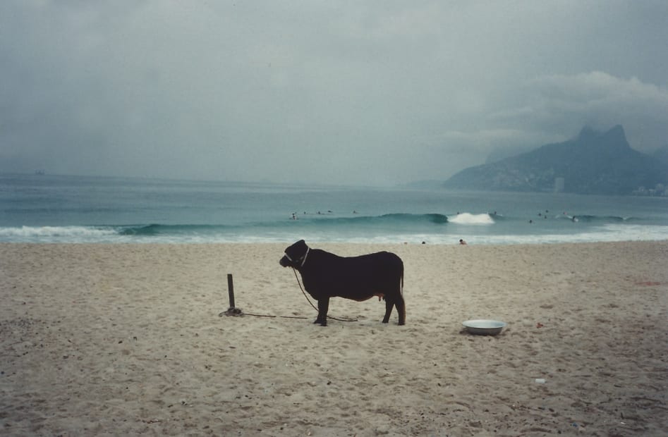 Cow (M=f/ W=f), 1994