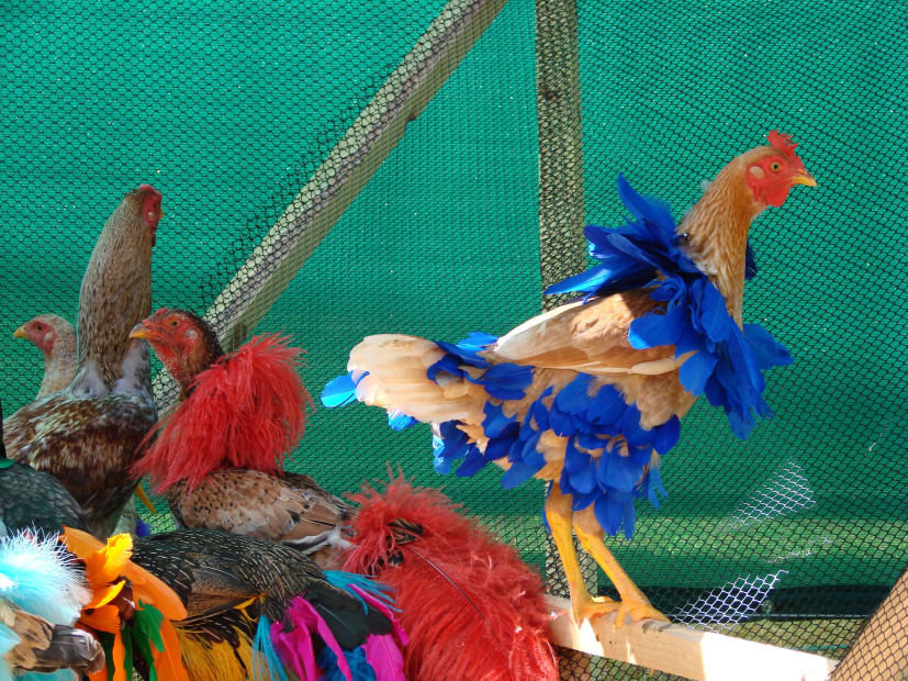 Gala Chickens, 2004-2015