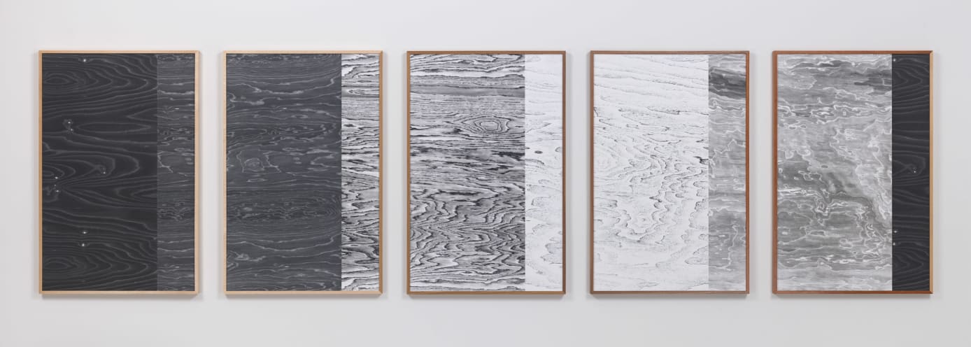 Landscape Portraits (Some North American Trees), 2014