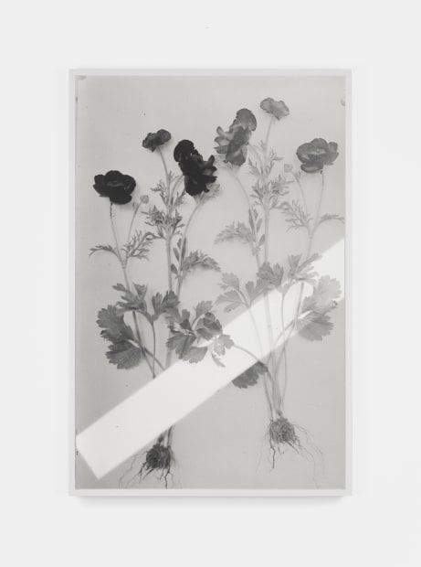 Red Ranunculus, 1900/2019 (Version III), 2019