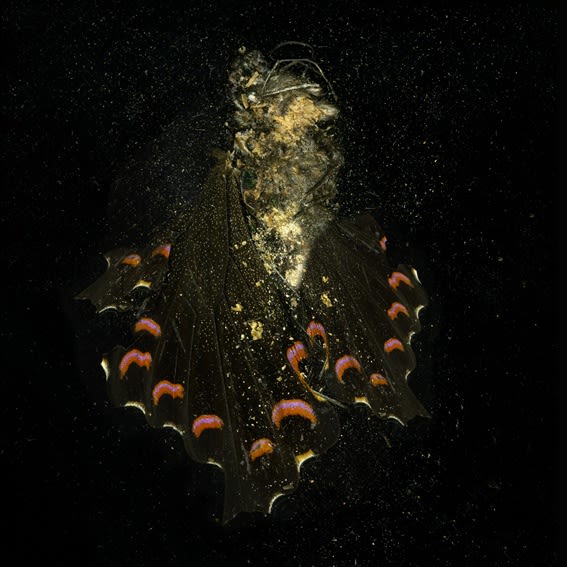 Insecticide 28, 2012