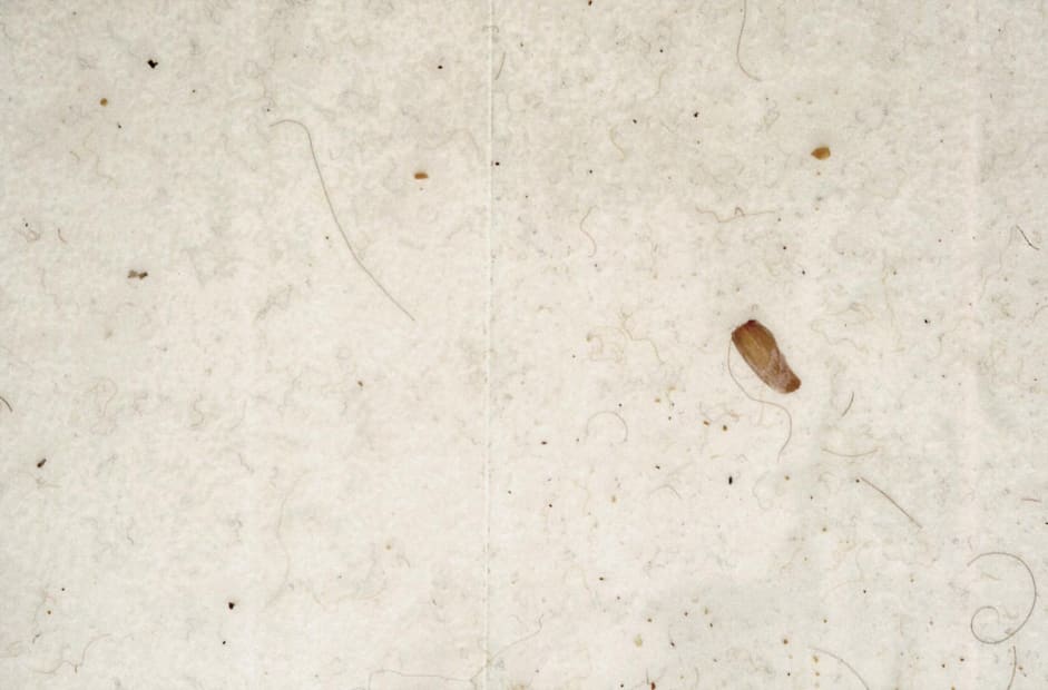 Work of Days, 1998