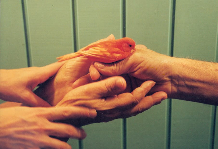 Bird, 2004