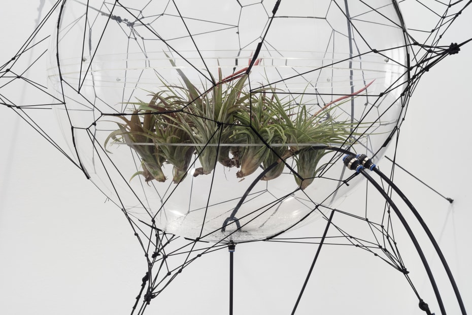 Biosphere 06 [detail], 2009