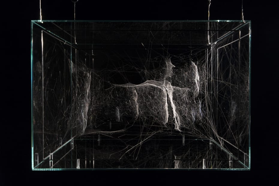 Hybrid solitary semi-social 54 Tauri built by: a duet of Linyphia triangularis - three weeks, a nonet of Cyrtophora citricola - three weeks, rotated 180°, 2017