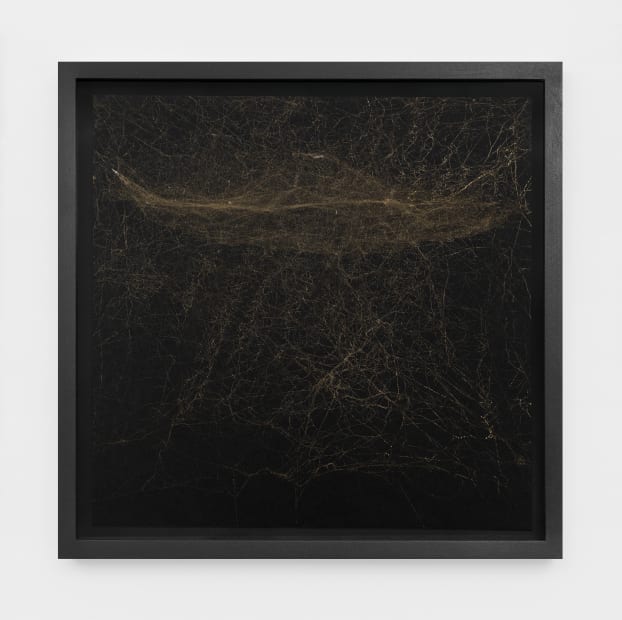 Semi-Social mapping of La Superba by a solo Cyrtophora citricola - one week, 2021